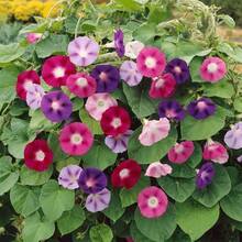 Flower Seeds - View 2