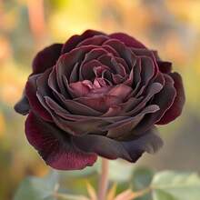 400 graines de rose Baccara noire rare, à fleurs bordeaux veloutées profondes, pièce maîtresse du jardin, fleur unique pour aménagements romantiques - Voir 4