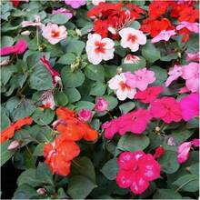 Flower Seeds - View 5