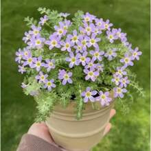 174 Pcs Cosmos Flower Seeds - Simple To Plant For A Stunning Garden - 174pcs - View 4