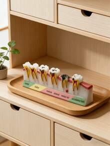 Dental Model Decor, Educational Tooth Anatomy Display With Detailed Cross-Section Design Featuring Enamel, Dentin, Pulp Structure, Caries Simulation, For Dental Health Demonstration, Medical Teaching Aid, Science Classroom Decoration, Learning Desk Display, Realistic Model For Dental Students, Doctor's Office Decor - Multicolor 1 - View 1