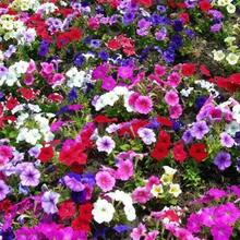 Sementes de flores - Ver 3