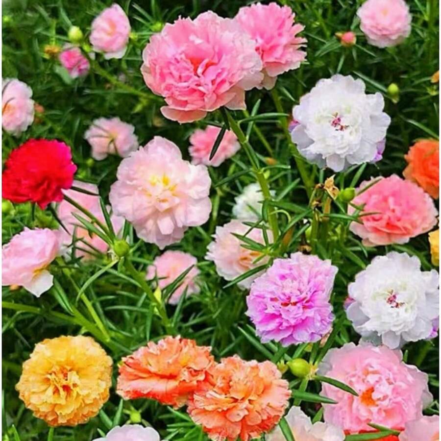 Flower Seeds - View 1
