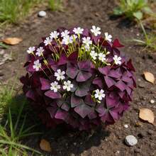 30Pcs Purple Butterfly Shamrock Bulbs Easy Planting Fast Growth Beautiful Ornamental Plant - 30 Seeds - View 2