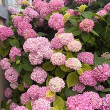 Plantera frön - Visa 1