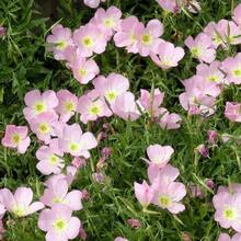 Flower Seeds - View 1