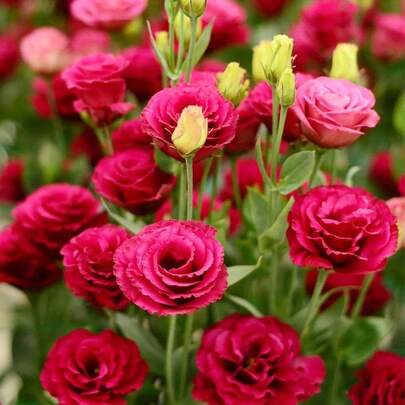 Flower Seeds