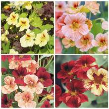 Semillas de flores - Ver 1