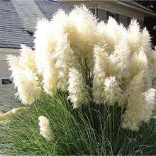 Flower Seeds - 查看 3