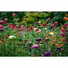 774 graines de chrysanthème de haute qualité - une variété hybride de fleurs coupées résistante à la chaleur et à la sécheresse, créant un splendide jardin estival - Voir 3
