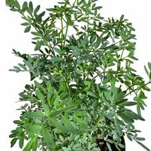 139 graines de fleurs faciles à cultiver - Prêtes pour le jardin - En pot de pépinière - Entièrement enracinées pour un jardin d'herbes aromatiques - Voir 2