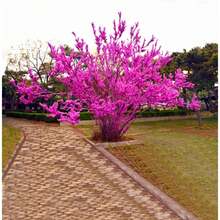 60 Graines de Cercis ou Bonsaï à Fleurs Roses et Violettes Rares - Voir 5