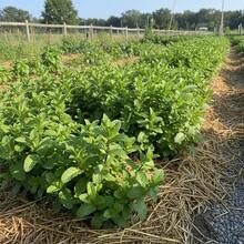 1000 Count Mint Seeds, For Culinary Herb Use, Normal Germination Cycle - 1000 Pcs - View 5