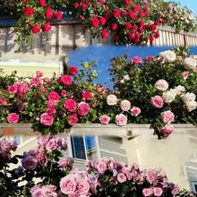 184 High Germination Ratepcs/Mixed Seeds Climbing Roses For Planting - Pretty Climbing Outdoors Ornamental Roses Flowers Rosa Bush Vine Climber Long-Blooming - 184pcs - View 3