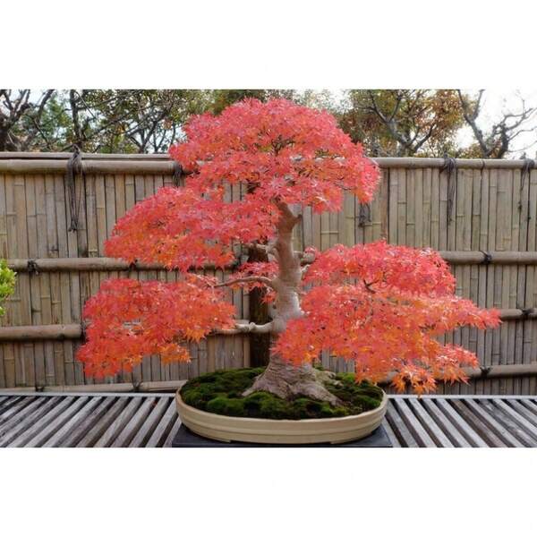 Japanese Maple Bonsai Tree Seeds, Tiny Tree Inside