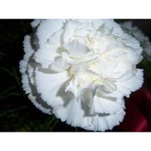 175 Graines de Fleurs d'Œillet Blanches - Faciles à Cultiver - Voir 3