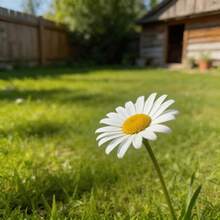 300 Graines de Marguerite, Faciles à Faire Germer et à Cultiver, Idéales pour les Débutants, Parfaites pour la Maison, le Jardin et le Balcon - Voir 4