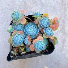 Plant Seeds - View 4