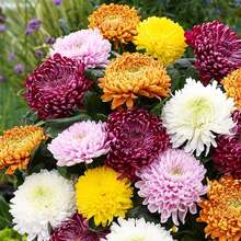 82 Graines de Chrysanthème - Fleurs Colorées, Plantes Décoratives Populaires, Fleurs Vibrantes, Aménagements Paysagers Décoratifs et Combinés Floraux - Voir 1