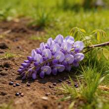 Flower Seeds - View 5