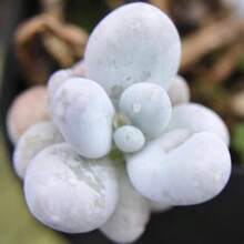 Seeds Pachyphytum Oviferum, Succulent, 10 Seeds - 變體1 - View 6