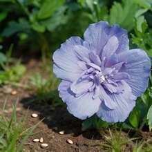 Flower Seeds - View 3