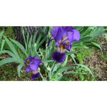 Flower Seeds - View 4