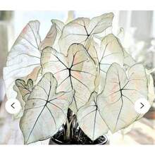 Seeds Caladium Marie Moir And Red Flash Bulbs.One Of Each.A Total Of 2. - 變體1 - 查看 5