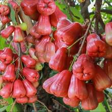 Flower Seeds - View 4