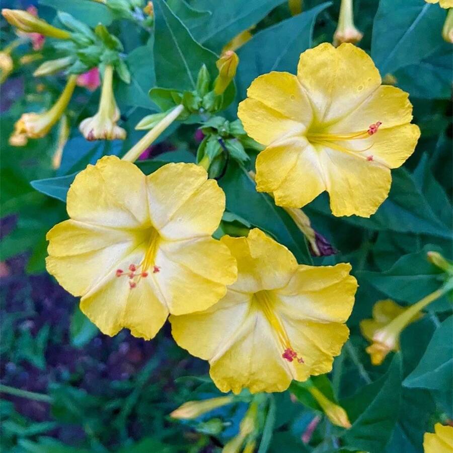 199 graines de fleurs faciles à cultiver - Graines de fleurs 'Four o'clock' - Graines de fleurs de couleurs mélangées, belles fleurs décoratives tropicales - Voir 1
