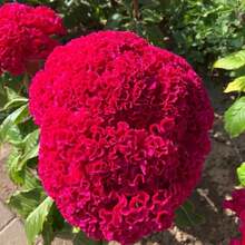 Flower Seeds - View 2