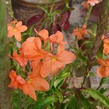 Seeds OrganicOrange Firecracker Flower Seeds (70) - Crossandra Infundibuliformis - 變體1 - 查看 8