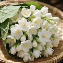 198 graines de fleurs – Graines de jasmin, aromatiques pour la plantation intérieure et extérieure, attirent les papillons, idéales pour les débutants et faciles à cultiver. - Voir 6