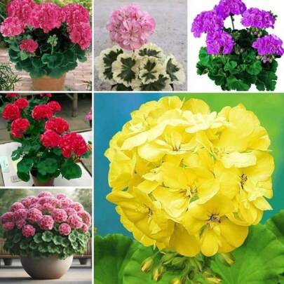 Geranium50 Pack Perennial Beautiful Flowers Easy to Grow for Home Garden Indoors Outdoors Sunlight Loving Pollinator Attracting Heirloom Exotic Foliage