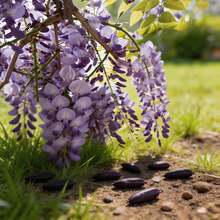 20 Graines de Glycine pour Jardin Domestique, Balcon, Plante Grimpante Facile à Cultiver - Voir 5