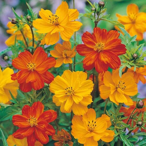Sementes de flores