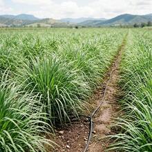 Lemongrass Seeds 50Pcs For Long-Term Planting And Regular Leaf Picking - 50Pcs - View 5