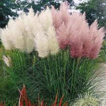 Flower Seeds - 查看 6