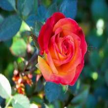 239Pcs Rose Seeds Potted Garden Flower Planting - 239 - View 2