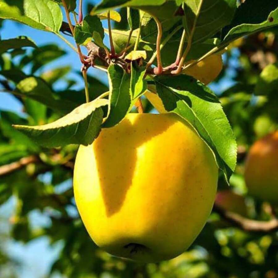 177 Apple Tree Seeds Are Easy To Plant - 177pcs - View 1