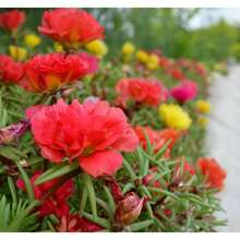 Sementes de flores - Ver 2