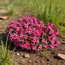 Semillas de flores - Ver 4