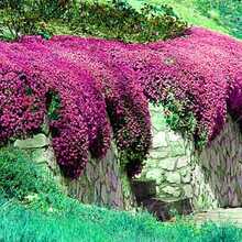 Semi di fiori - Visualizzare 6