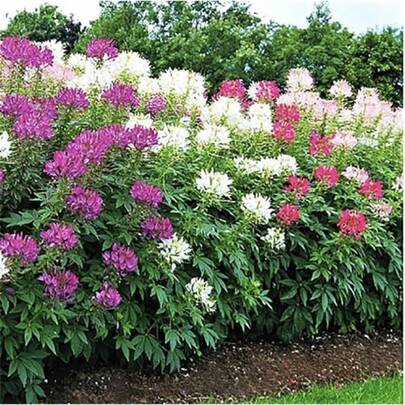 Flower Seeds