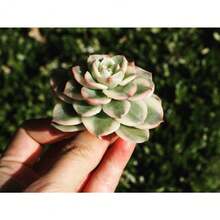 Seeds Plants, Echeveria Nuda Variegated - Variant1 - View 3