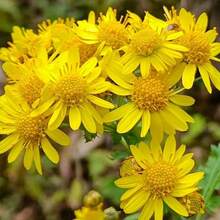 Plantera frön - Visa 3