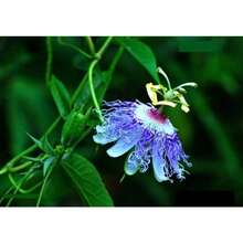 Plant Seeds - View 3