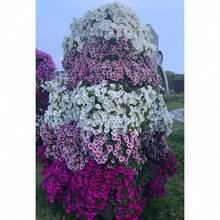 Semi di fiori - Visualizzare 6