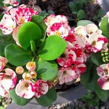 Flower Seeds - View 2