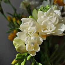 Flower Seeds - View 4